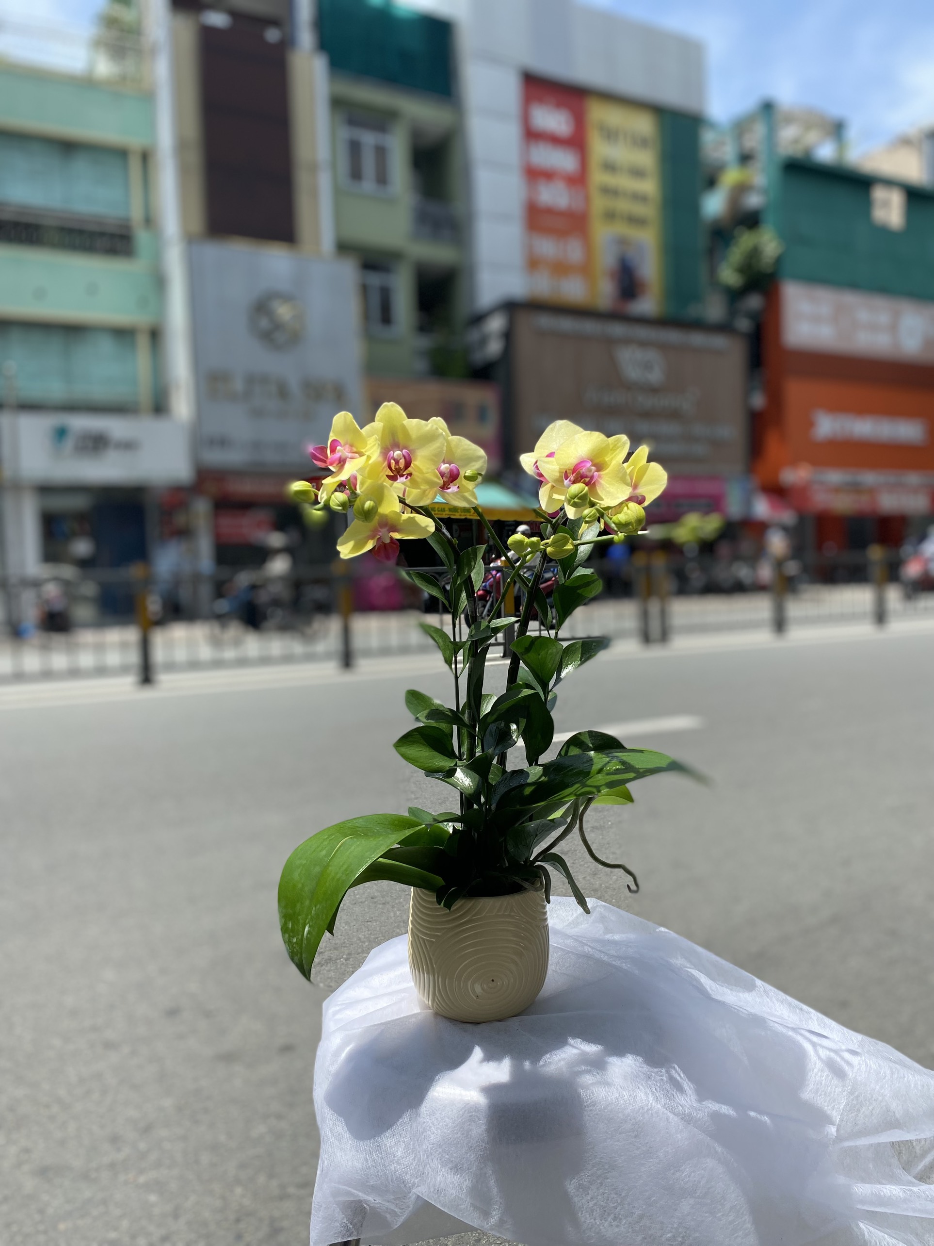 Hoa Lan Tặng Vợ 00012